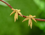 Bamboo Leaves Stud Earrings Earring - FaunaFloral