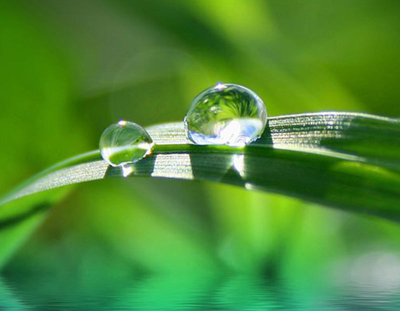 Morning Dew Earring