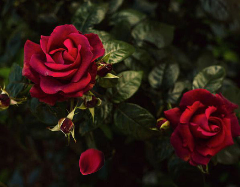 Rose Petals Earring